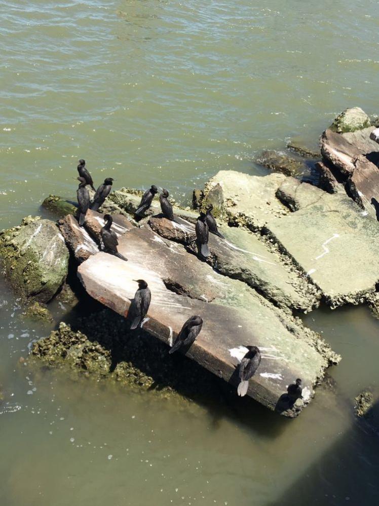 瞧這海邊礁石上：悠閑棲息的海鳥們！