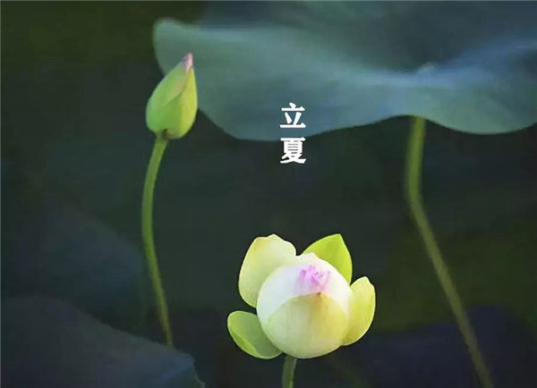 立夏已至，萬(wàn)物向陽(yáng)；